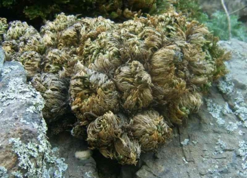 Cây chân vịt (móng lưng rồng) điều trị vàng da, trĩ ngoại Cây chân vịt (móng lưng rồng) điều trị vàng da, trĩ ngoại