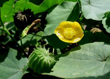 Cây cối xay tốt cho người bệnh xương khớp, bệnh trĩ, bí tiểu Cây cối xay tốt cho người bệnh xương khớp, bệnh trĩ, bí tiểu