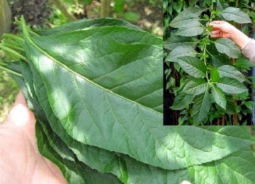 Cây mật gấu điều trị vàng da, viêm gan, rối loạn tiêu hóa Cây mật gấu điều trị vàng da, viêm gan, rối loạn tiêu hóa