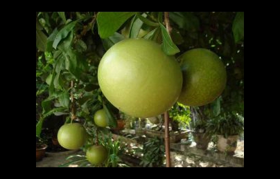 Cây đào tiên – Sự thật về loại thần dược giúp trường sinh bất lão (Dao tiên) Cây đào tiên – Sự thật về loại thần dược giúp trường sinh bất lão (Dao tiên)