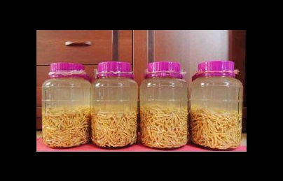 Sâu chít – Thuốc quý được mệnh danh là đông trùng hạ thảo Việt Nam Sâu chít – Thuốc quý được mệnh danh là đông trùng hạ thảo Việt Nam