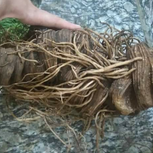 Thất diệp nhất chi hoa Thất diệp nhất chi hoa