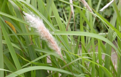 Cây thảo dược, cây thuốc quý dược liệu chữa bệnh dễ kiếm trong vườn Cây thảo dược, cây thuốc quý dược liệu chữa bệnh dễ kiếm trong vườn