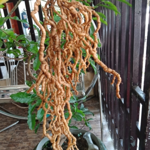 Ba Kích Tím Ba Kích Tím