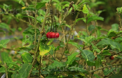 Cà gai leo Cà gai leo