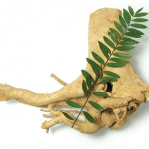 Cây mật nhân ( bá bệnh ) Quảng Nam Cây mật nhân ( bá bệnh ) Quảng Nam