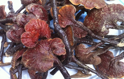 Chữa khỏi ung thư nhờ nấm lim xanh? Chữa khỏi ung thư nhờ nấm lim xanh?