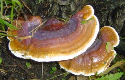 CHỮA VIÊM GAN BẰNG NẤM LIM XANH CHỮA VIÊM GAN BẰNG NẤM LIM XANH