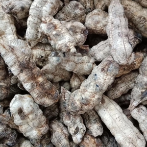 Chuối Cô Đơn ( Chuối mồ côi) Chuối Cô Đơn ( Chuối mồ côi)