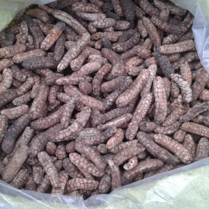 Chuối Hột Rừng Quảng Nam Chuối Hột Rừng Quảng Nam