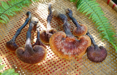 Công dụng chữa bệnh của nấm Công dụng chữa bệnh của nấm