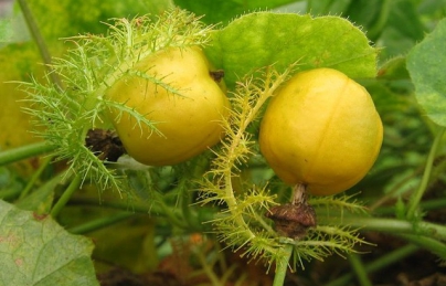 Công dụng chữa bệnh mất ngủ với cây lạc tiên Công dụng chữa bệnh mất ngủ với cây lạc tiên