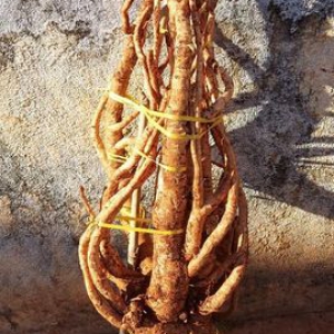 Củ Đinh Lăng Quảng Nam Củ Đinh Lăng Quảng Nam