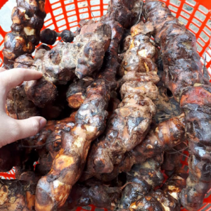 Củ Ka Kun khô ( Thổ Phục Linh) Củ Ka Kun khô ( Thổ Phục Linh)