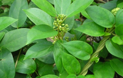 Dây thìa canh Dây thìa canh