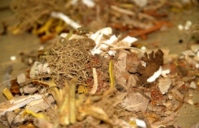 ĐỘC HOẠT KÝ SINH THANG ĐỘC HOẠT KÝ SINH THANG