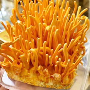 Đông Trùng Hạ Thảo Đông Trùng Hạ Thảo