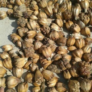 Dứa Dại Khô Dứa Dại Khô