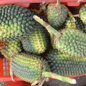 Dứa Rừng Dứa Rừng