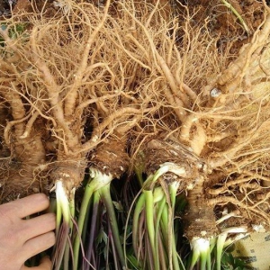 Đương Quy Quảng Nam Đương Quy Quảng Nam