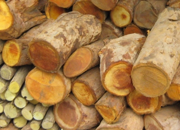 Hoàng liên ô rô, tên khác của cây mật gấu Hoàng liên ô rô, tên khác của cây mật gấu