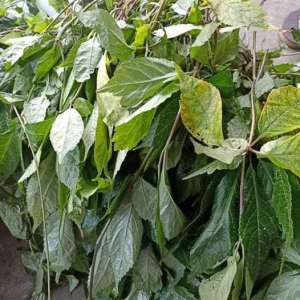 Lá Sâm Ngọc Linh Kon Tum Lá Sâm Ngọc Linh Kon Tum