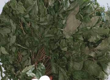 Lá Sâm Ngọc Linh Kon Tum Sấy Khô Lá Sâm Ngọc Linh Kon Tum Sấy Khô