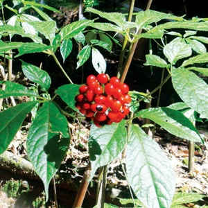 Lá Sâm Ngọc Linh Quảng nam Lá Sâm Ngọc Linh Quảng nam