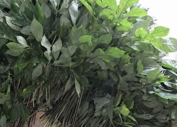 Lá Sâm tươi Ngọc Linh Quảng Nam Lá Sâm tươi Ngọc Linh Quảng Nam