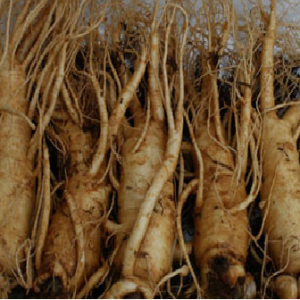 Lão Sơn Sâm Lão Sơn Sâm