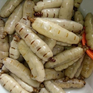 Mối chúa Mối chúa