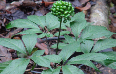 Mua sâm ngọc linh ở đâu uy tín nhất Mua sâm ngọc linh ở đâu uy tín nhất