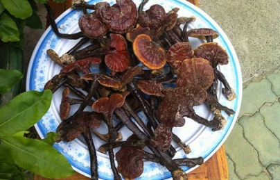 Nấm Lim Xanh Hỗ Trợ Điều Trị Các Bệnh Về Gan Nấm Lim Xanh Hỗ Trợ Điều Trị Các Bệnh Về Gan