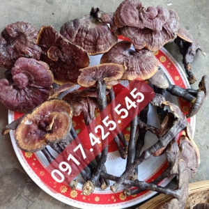 Nấm lim xanh siêu đặc biệt Nấm lim xanh siêu đặc biệt