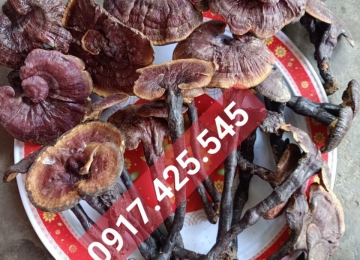 Nấm lim xanh siêu đặc biệt Nấm lim xanh siêu đặc biệt