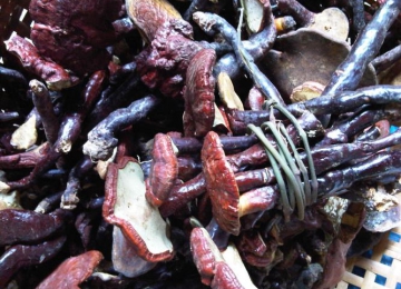 Nấm lim xanh tự nhiên 100%, không phải nấm trồng Nấm lim xanh tự nhiên 100%, không phải nấm trồng