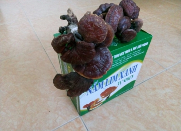 Nấm Lim Xanh tự nhiên (loại Đặc biệt) Nấm Lim Xanh tự nhiên (loại Đặc biệt)