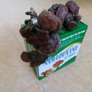 Nấm Lim Xanh tự nhiên (loại 1) Nấm Lim Xanh tự nhiên (loại 1)