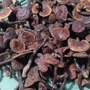 Nấm Lim Xanh tự nhiên (Loại 2) Nấm Lim Xanh tự nhiên (Loại 2)