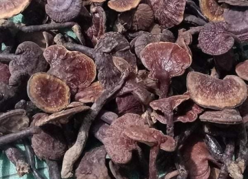 Nấm Lim Xanh tự nhiên (Loại 2) Nấm Lim Xanh tự nhiên (Loại 2)