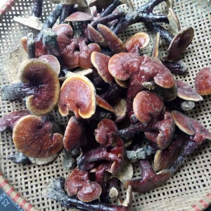 Nấm Linh Chi nuôi Quảng nam Nấm Linh Chi nuôi Quảng nam