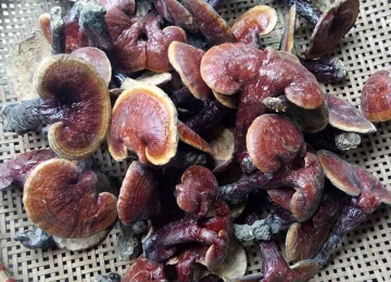 Nấm Linh Chi nuôi Quảng nam Nấm Linh Chi nuôi Quảng nam