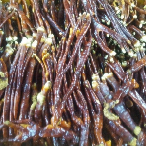 Nấm linh chi sừng hươu Nấm linh chi sừng hươu