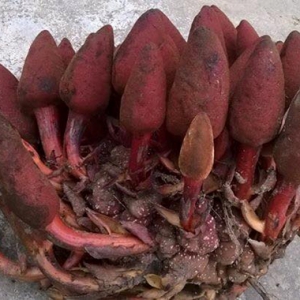 Nấm ngọc cẩu Tây Bắc Nấm ngọc cẩu Tây Bắc