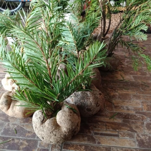 Nấm Phục Linh thiên Nấm Phục Linh thiên