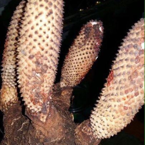 NẤM TÍCH DƯƠNG NẤM TÍCH DƯƠNG