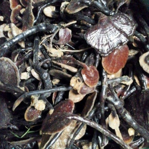 Nấm Trúc Quảng Nam Nấm Trúc Quảng Nam