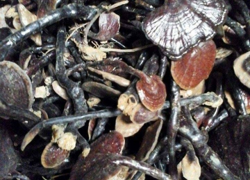 Nấm Trúc Quảng Nam Nấm Trúc Quảng Nam