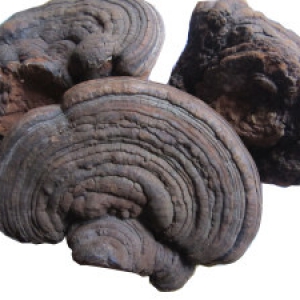 Nấm Tử Chi Quảng Nam ( Linh chi rừng) Nấm Tử Chi Quảng Nam ( Linh chi rừng)