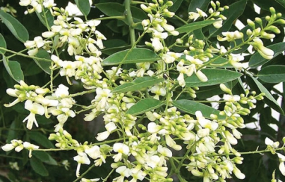 Những cây thuốc trị bệnh tim mạch Những cây thuốc trị bệnh tim mạch